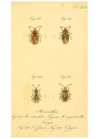 Reproducción/Reproduction 6096564328: Die wanzenartigen Insecten. plates 1-4. Nürnberg :In der C.H. Zeh'schen Buchhandlung,1831-1853