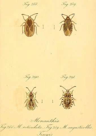 Reproducción/Reproduction 6096564328: Die wanzenartigen Insecten. plates 1-4. Nürnberg :In der C.H. Zeh'schen Buchhandlung,1831-1853