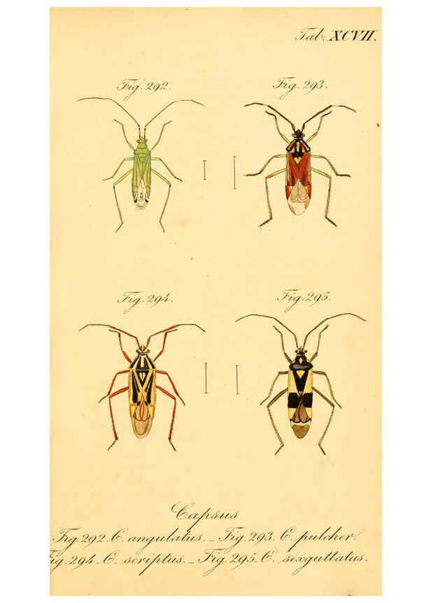 Reproducción/Reproduction 6096020157: Die wanzenartigen Insecten. plates 1-4. Nürnberg :In der C.H. Zeh'schen Buchhandlung,1831-1853