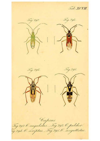 Reproducción/Reproduction 6096020157: Die wanzenartigen Insecten. plates 1-4. Nürnberg :In der C.H. Zeh'schen Buchhandlung,1831-1853