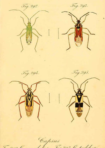 Reproducción/Reproduction 6096020157: Die wanzenartigen Insecten. plates 1-4. Nürnberg :In der C.H. Zeh'schen Buchhandlung,1831-1853