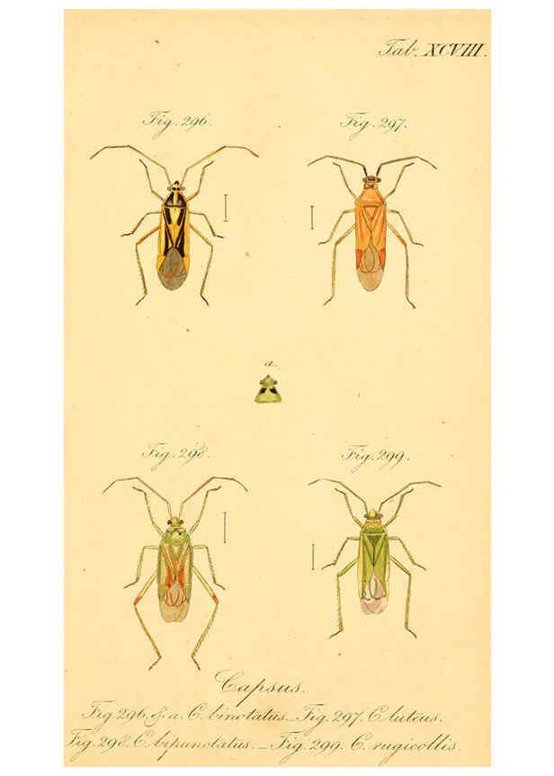 Reproducción/Reproduction 6096564932: Die wanzenartigen Insecten. plates 1-4. Nürnberg :In der C.H. Zeh'schen Buchhandlung,1831-1853