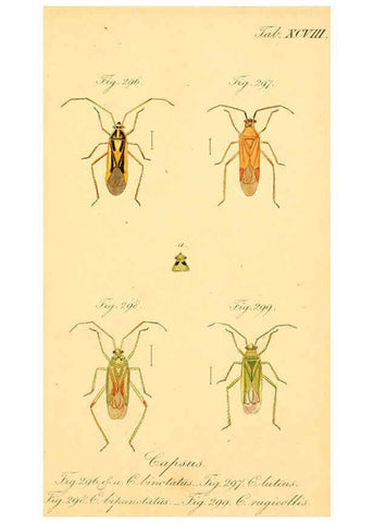 Reproducción/Reproduction 6096564932: Die wanzenartigen Insecten. plates 1-4. Nürnberg :In der C.H. Zeh'schen Buchhandlung,1831-1853