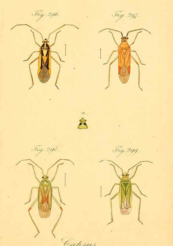 Reproducción/Reproduction 6096564932: Die wanzenartigen Insecten. plates 1-4. Nürnberg :In der C.H. Zeh'schen Buchhandlung,1831-1853