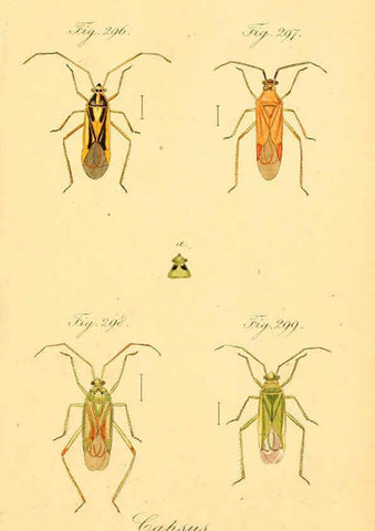 Reproducción/Reproduction 6096564932: Die wanzenartigen Insecten. plates 1-4. Nürnberg :In der C.H. Zeh'schen Buchhandlung,1831-1853