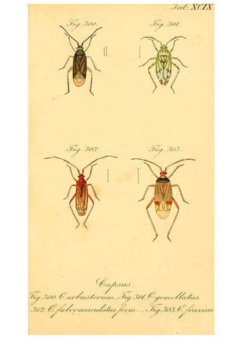 Reproducción/Reproduction 6096565266: Die wanzenartigen Insecten. plates 1-4. Nürnberg :In der C.H. Zeh'schen Buchhandlung,1831-1853