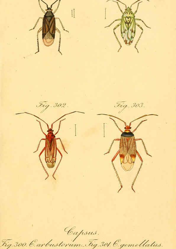 Reproducción/Reproduction 6096565266: Die wanzenartigen Insecten. plates 1-4. Nürnberg :In der C.H. Zeh'schen Buchhandlung,1831-1853