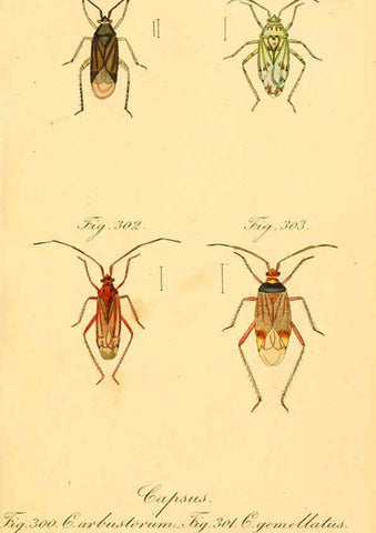 Reproducción/Reproduction 6096565266: Die wanzenartigen Insecten. plates 1-4. Nürnberg :In der C.H. Zeh'schen Buchhandlung,1831-1853