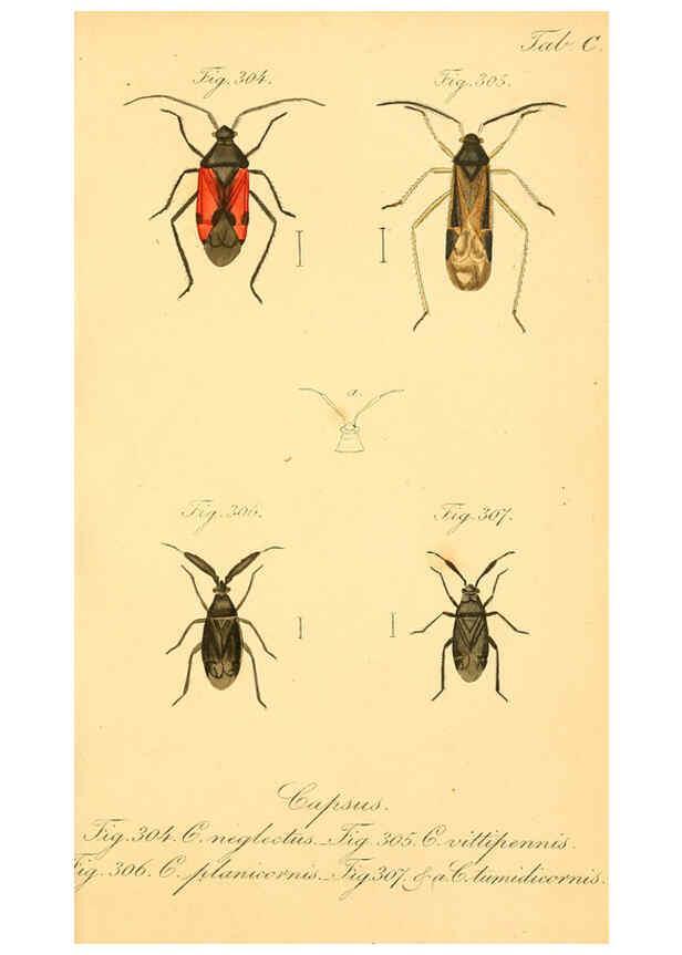 Reproducción/Reproduction 6096565444: Die wanzenartigen Insecten. plates 1-4. Nürnberg :In der C.H. Zeh'schen Buchhandlung,1831-1853