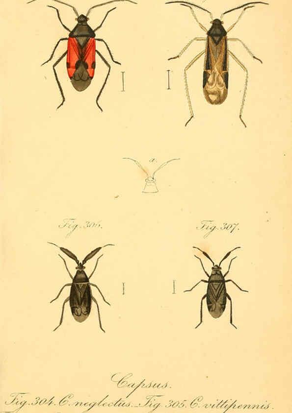 Reproducción/Reproduction 6096565444: Die wanzenartigen Insecten. plates 1-4. Nürnberg :In der C.H. Zeh'schen Buchhandlung,1831-1853