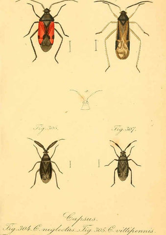 Reproducción/Reproduction 6096565444: Die wanzenartigen Insecten. plates 1-4. Nürnberg :In der C.H. Zeh'schen Buchhandlung,1831-1853
