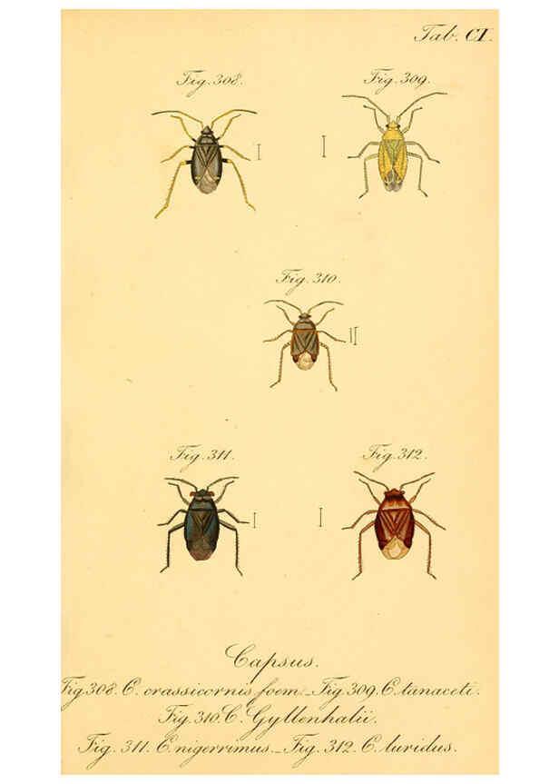 Reproducción/Reproduction 6096021147: Die wanzenartigen Insecten. plates 1-4. Nürnberg :In der C.H. Zeh'schen Buchhandlung,1831-1853