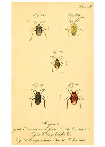 Reproducción/Reproduction 6096021147: Die wanzenartigen Insecten. plates 1-4. Nürnberg :In der C.H. Zeh'schen Buchhandlung,1831-1853