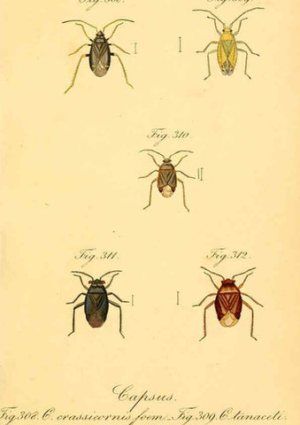 Reproducción/Reproduction 6096021147: Die wanzenartigen Insecten. plates 1-4. Nürnberg :In der C.H. Zeh'schen Buchhandlung,1831-1853