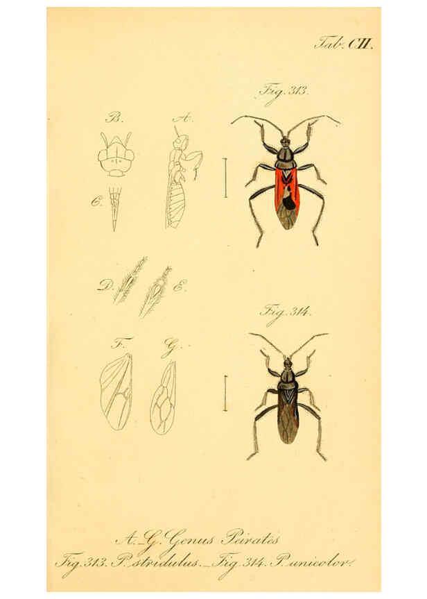 Reproducción/Reproduction 6096021423: Die wanzenartigen Insecten. plates 1-4. Nürnberg :In der C.H. Zeh'schen Buchhandlung,1831-1853