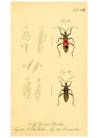 Reproducción/Reproduction 6096021423: Die wanzenartigen Insecten. plates 1-4. Nürnberg :In der C.H. Zeh'schen Buchhandlung,1831-1853