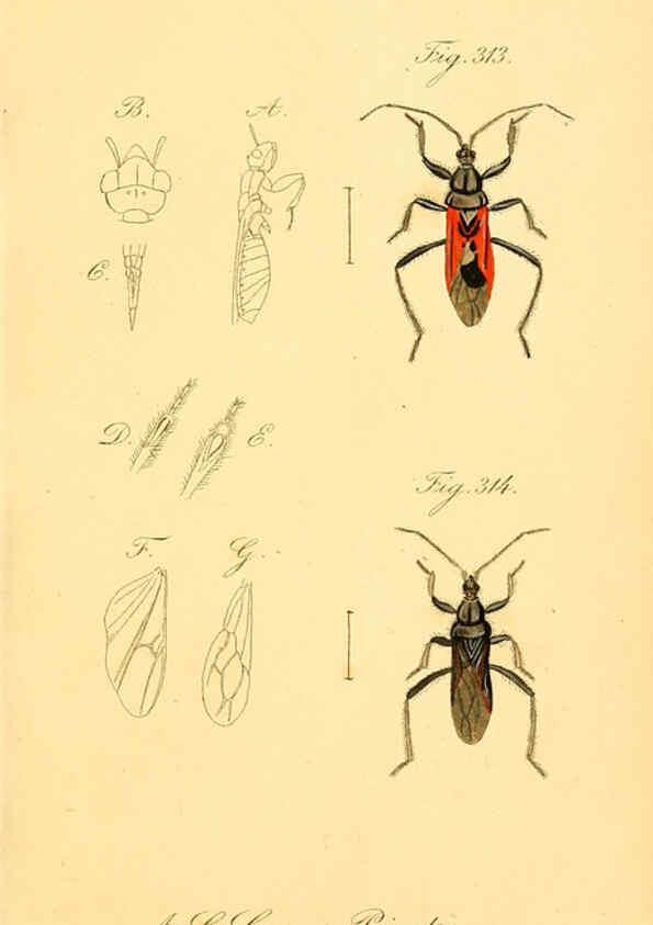 Reproducción/Reproduction 6096021423: Die wanzenartigen Insecten. plates 1-4. Nürnberg :In der C.H. Zeh'schen Buchhandlung,1831-1853