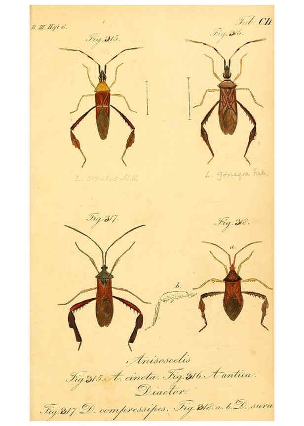 Reproducción/Reproduction 6096566118: Die wanzenartigen Insecten. plates 1-4. Nürnberg :In der C.H. Zeh'schen Buchhandlung,1831-1853