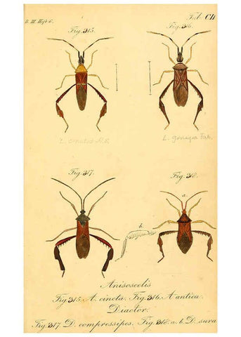 Reproducción/Reproduction 6096566118: Die wanzenartigen Insecten. plates 1-4. Nürnberg :In der C.H. Zeh'schen Buchhandlung,1831-1853