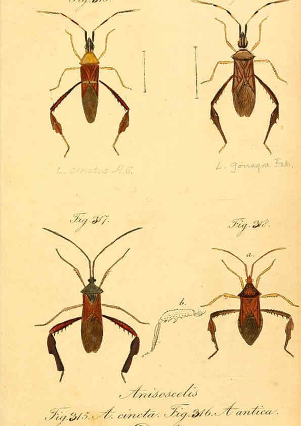 Reproducción/Reproduction 6096566118: Die wanzenartigen Insecten. plates 1-4. Nürnberg :In der C.H. Zeh'schen Buchhandlung,1831-1853