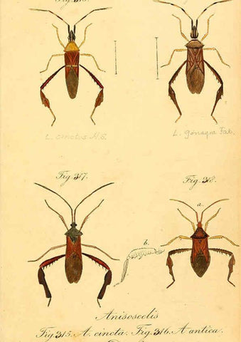 Reproducción/Reproduction 6096566118: Die wanzenartigen Insecten. plates 1-4. Nürnberg :In der C.H. Zeh'schen Buchhandlung,1831-1853