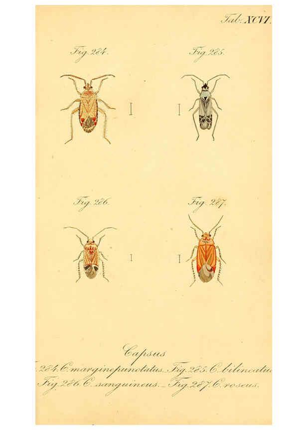 Reproducción/Reproduction 6096564534: Die wanzenartigen Insecten. plates 1-4. Nürnberg :In der C.H. Zeh'schen Buchhandlung,1831-1853