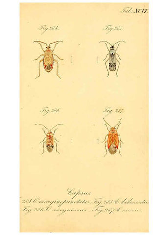 Reproducción/Reproduction 6096564534: Die wanzenartigen Insecten. plates 1-4. Nürnberg :In der C.H. Zeh'schen Buchhandlung,1831-1853