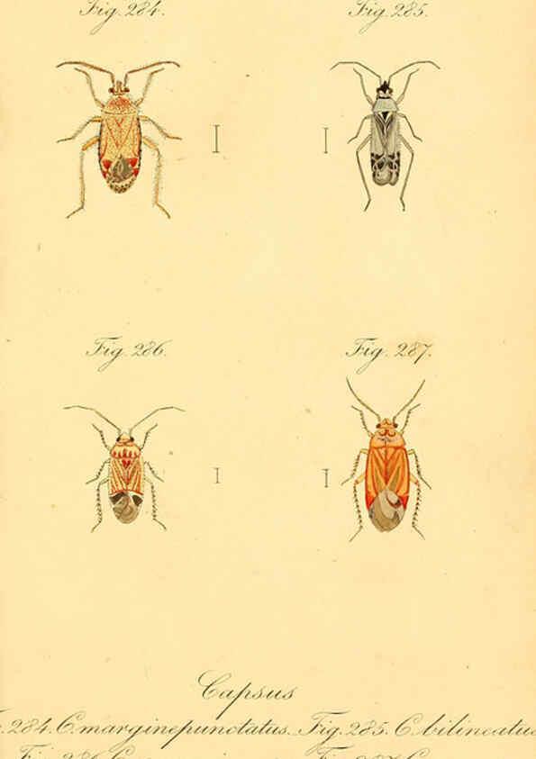 Reproducción/Reproduction 6096564534: Die wanzenartigen Insecten. plates 1-4. Nürnberg :In der C.H. Zeh'schen Buchhandlung,1831-1853