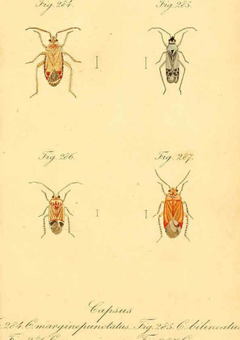 Reproducción/Reproduction 6096564534: Die wanzenartigen Insecten. plates 1-4. Nürnberg :In der C.H. Zeh'schen Buchhandlung,1831-1853