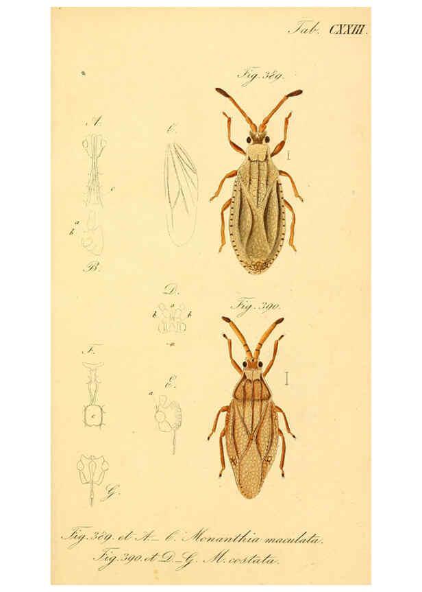 Reproducción/Reproduction 6096570650: Die wanzenartigen Insecten. plates 1-4. Nürnberg :In der C.H. Zeh'schen Buchhandlung,1831-1853