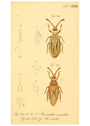 Reproducción/Reproduction 6096570650: Die wanzenartigen Insecten. plates 1-4. Nürnberg :In der C.H. Zeh'schen Buchhandlung,1831-1853