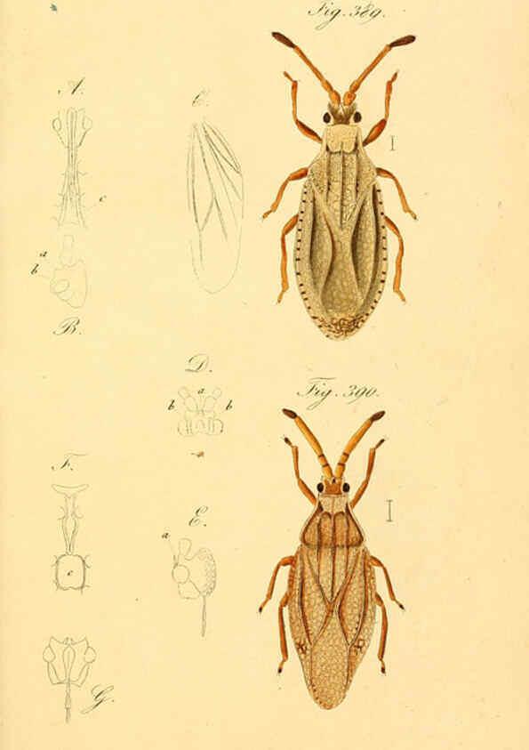 Reproducción/Reproduction 6096570650: Die wanzenartigen Insecten. plates 1-4. Nürnberg :In der C.H. Zeh'schen Buchhandlung,1831-1853