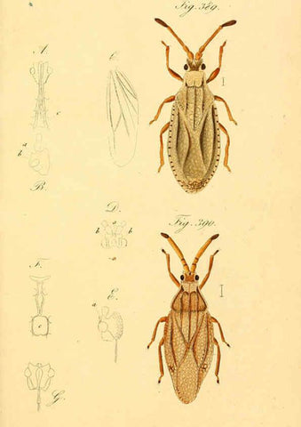 Reproducción/Reproduction 6096570650: Die wanzenartigen Insecten. plates 1-4. Nürnberg :In der C.H. Zeh'schen Buchhandlung,1831-1853
