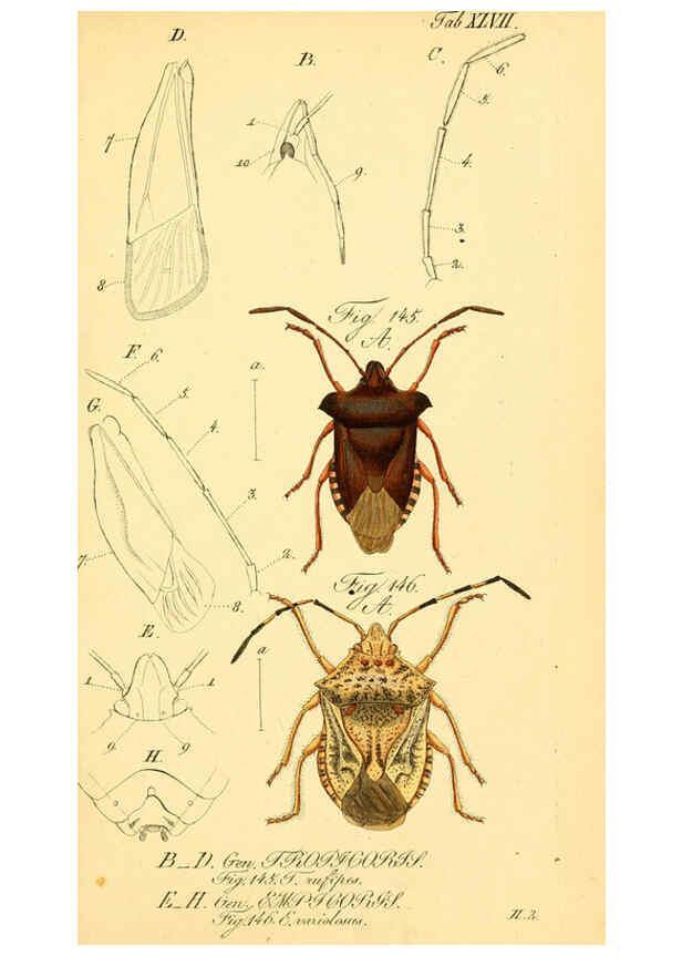 Reproducción/Reproduction 6096007325: Die wanzenartigen Insecten. plates 1-4. Nürnberg :In der C.H. Zeh'schen Buchhandlung,1831-1853