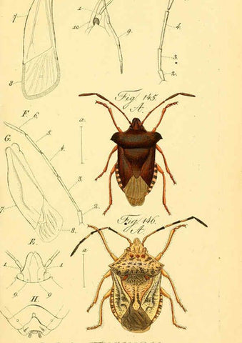 Reproducción/Reproduction 6096007325: Die wanzenartigen Insecten. plates 1-4. Nürnberg :In der C.H. Zeh'schen Buchhandlung,1831-1853