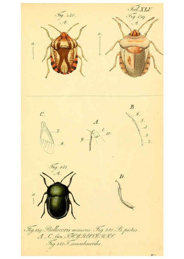 Reproducción/Reproduction 6096006987: Die wanzenartigen Insecten. plates 1-4. Nürnberg :In der C.H. Zeh'schen Buchhandlung,1831-1853