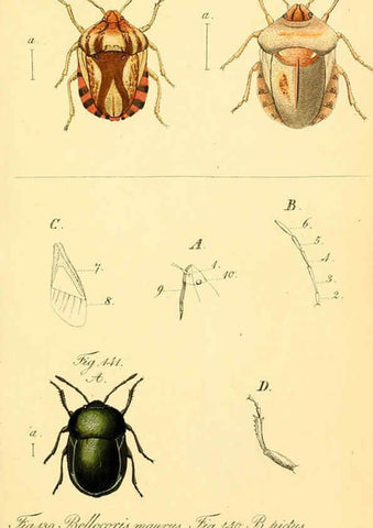 Reproducción/Reproduction 6096006987: Die wanzenartigen Insecten. plates 1-4. Nürnberg :In der C.H. Zeh'schen Buchhandlung,1831-1853