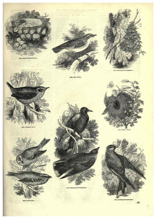 Reproducción/Reproduction 6093057030: The pictorial museum of animated nature. v.1. London :C. Cox,[1844?] 