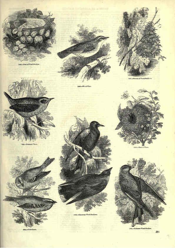 Reproducción/Reproduction 6093057030: The pictorial museum of animated nature. v.1. London :C. Cox,[1844?] 