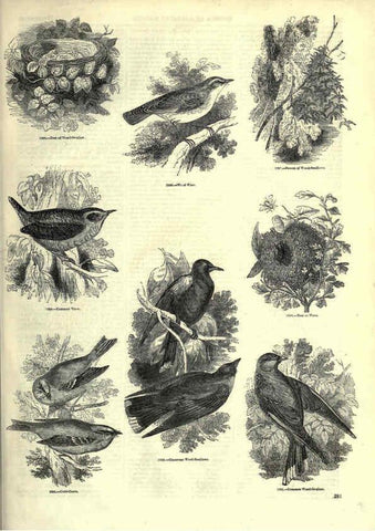 Reproducción/Reproduction 6093057030: The pictorial museum of animated nature. v.1. London :C. Cox,[1844?] 
