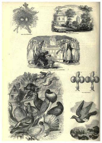 Reproducción/Reproduction 6093057310: The pictorial museum of animated nature. v.1. London :C. Cox,[1844?] 