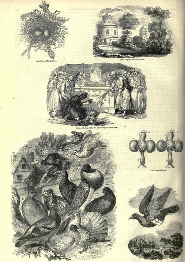 Reproducción/Reproduction 6093057310: The pictorial museum of animated nature. v.1. London :C. Cox,[1844?] 