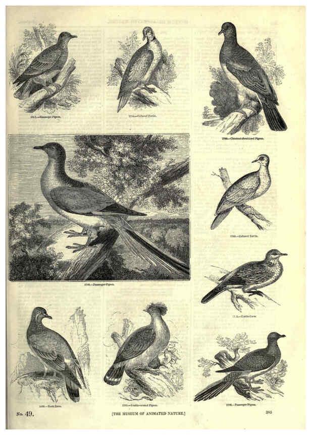 Reproducción/Reproduction 6092517891: The pictorial museum of animated nature. v.1. London :C. Cox,[1844?] 