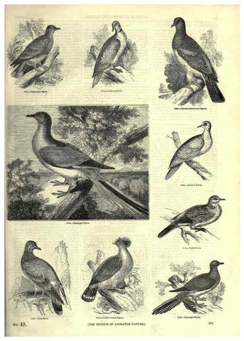 Reproducción/Reproduction 6092517891: The pictorial museum of animated nature. v.1. London :C. Cox,[1844?] 