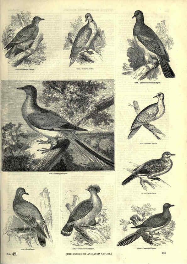 Reproducción/Reproduction 6092517891: The pictorial museum of animated nature. v.1. London :C. Cox,[1844?] 