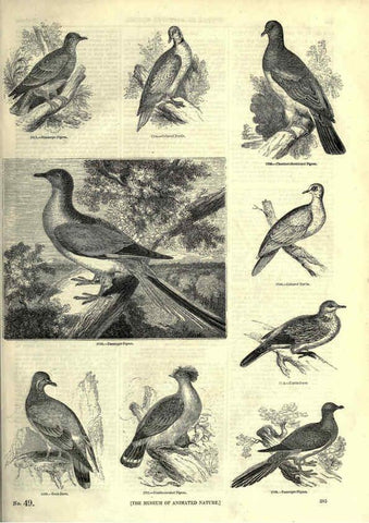 Reproducción/Reproduction 6092517891: The pictorial museum of animated nature. v.1. London :C. Cox,[1844?] 