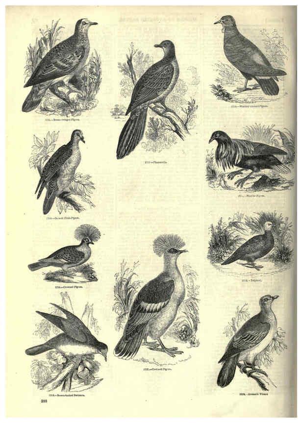 Reproducción/Reproduction 6092518219: The pictorial museum of animated nature. v.1. London :C. Cox,[1844?] 