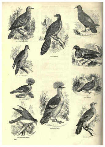 Reproducción/Reproduction 6092518219: The pictorial museum of animated nature. v.1. London :C. Cox,[1844?] 
