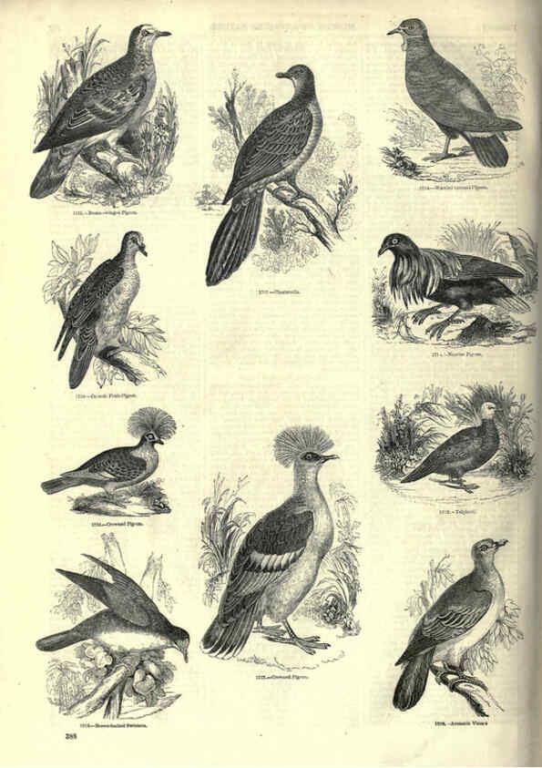 Reproducción/Reproduction 6092518219: The pictorial museum of animated nature. v.1. London :C. Cox,[1844?] 