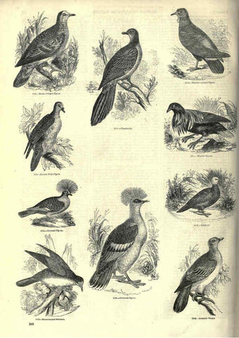Reproducción/Reproduction 6092518219: The pictorial museum of animated nature. v.1. London :C. Cox,[1844?] 